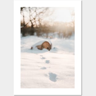 Footsteps in snow, tree trunk and sunset in background Posters and Art